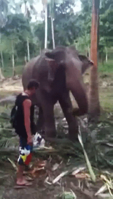 gif-gracioso-elefante-ataca-humano-