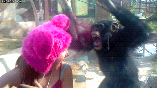 http://queanimalada.net/wp-content/uploads/2012/08/gif-gracioso-mono-chimpance-bailando-turista-gorro-rosa.gif