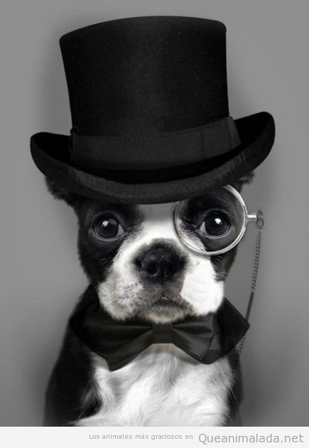 http://queanimalada.net/wp-content/uploads/2012/08/perro-gracioso-disfrazado-vestido-sir.jpg