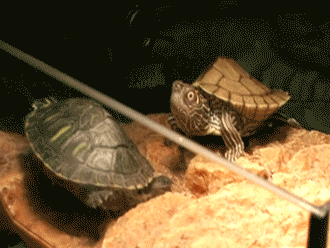 http://queanimalada.net/wp-content/uploads/2012/10/gif-gracioso-tortuga-cara-sorpresa-surprised-turtle.gif
