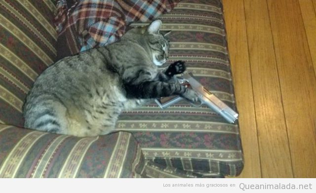 Foto graciosa de un gato durmiendo en el sofá con pistola en la mano