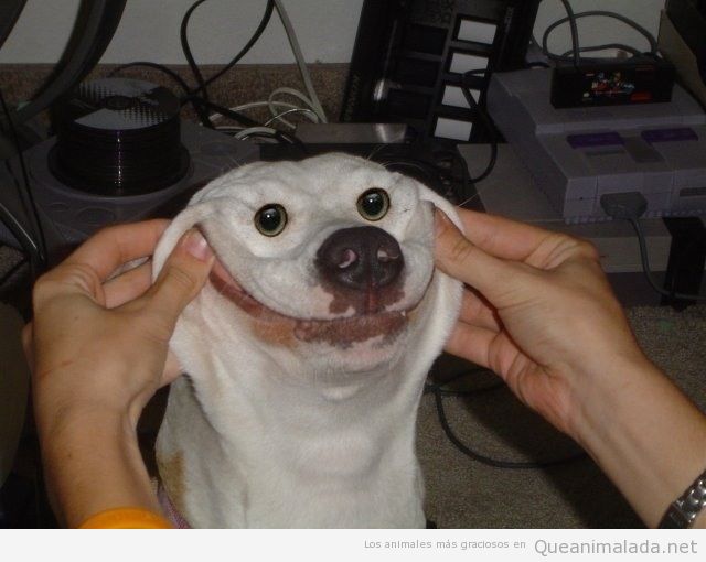 foto-graciosa-sonrisa-forzada-perro.jpg