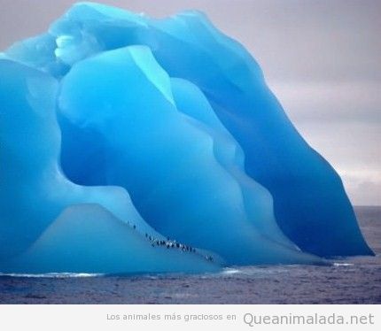 Un grupo de pingüinos sobre hielo azul... que imagen más bonita!