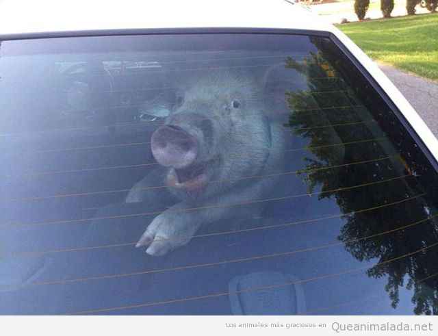Fotos divertidas de un cerdo en un coche