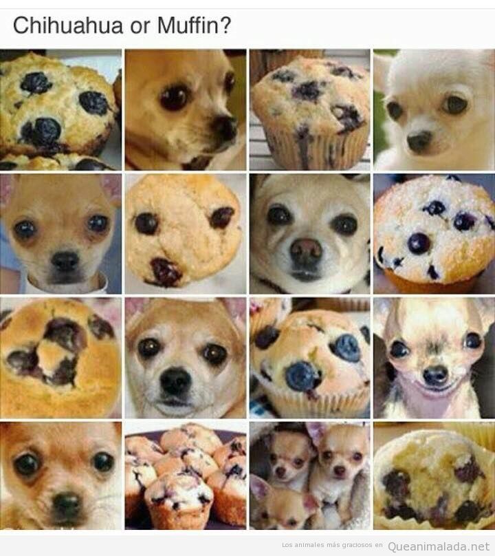 Juego divertido Chihuahua o Muffin