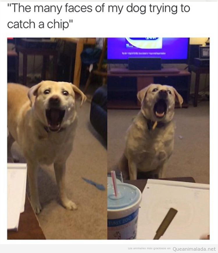 Foto graciosa cara perro atrapando patatas