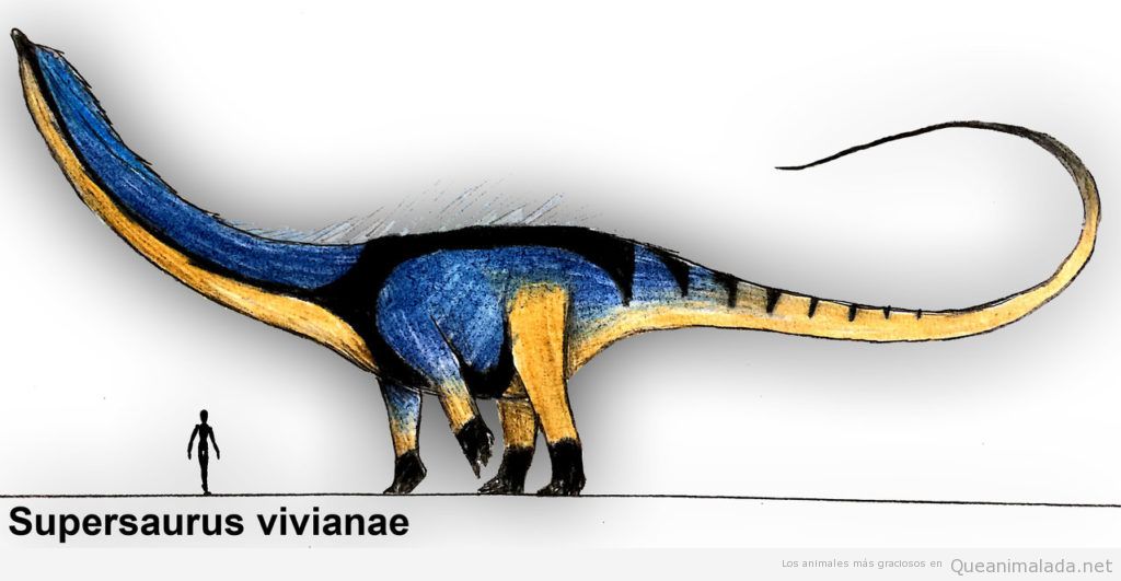 Supersaurus vivianae dinosaurio más grande