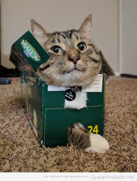 Fotos graciosas gatos metidos en sitios 5