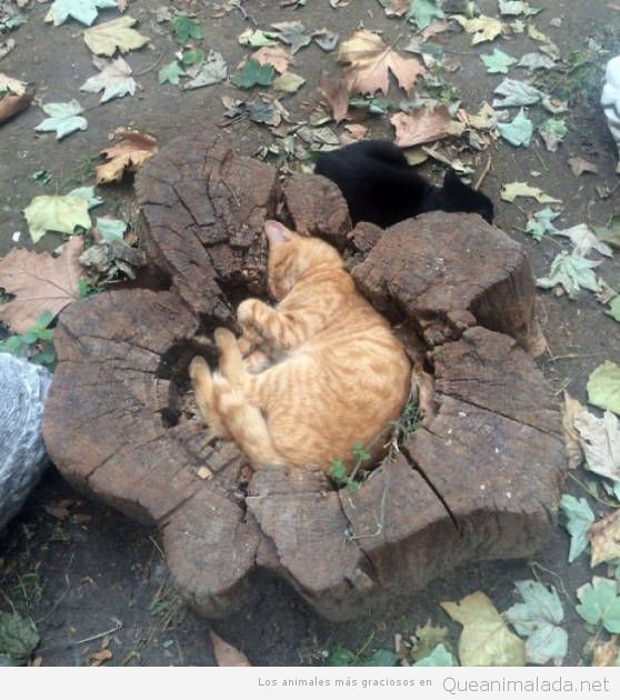 Fotos graciosas gatos metidos en sitios 8