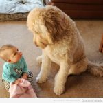 Bebé gracioso y perro se miran sin entenderse