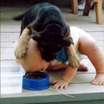 Perro gracioso dando de comer pienso a un bebé