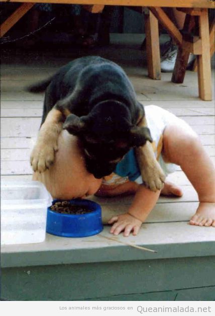 Perro gracioso dando de comer pienso a un bebé