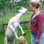 Cabra se sale de la valla para dar un beso a una mujer