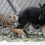 Tigre bebé gracioso agarrado de la pierna de un pastor alemán