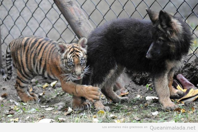 Tigre bebé gracioso agarrado de la pierna de un pastor alemán