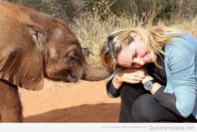 Cría de elefante pequeño toca a una mujer con la trompa