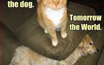 Los gatos son los amos de la casa