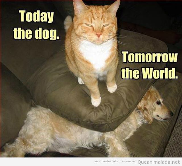 Foto graciosa de un gato dominando a un perro aplastado debajo sofá