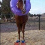 Foto graciosa de un caballo con flotador y equipo de buceo, caballito de mar