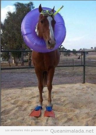 Foto graciosa de un caballo con flotador y equipo de buceo, caballito de mar