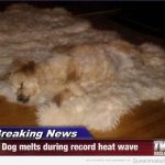 Perro gracioso camuflado en la alfombra con el mismo pelo