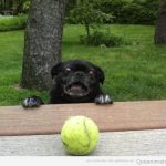 Perro carlino o pug negro quiere coger una pelota de tenis