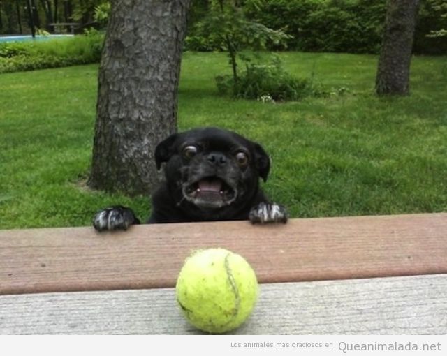 Perro carlino o pug negro quiere coger una pelota de tenis