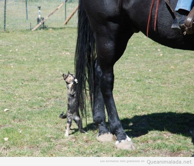 Gato gracioso agarrado a la cola de un caballo