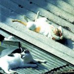 Gato tomando el sol el tejado