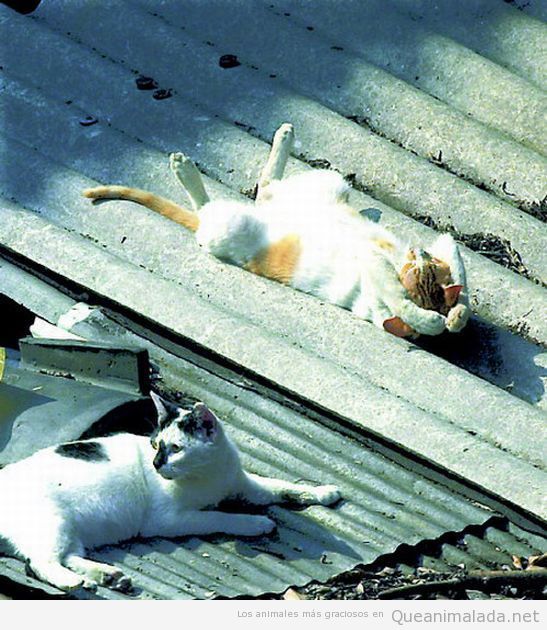 Gato tomando el sol el tejado