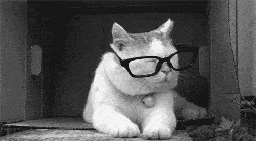 Gif gracioso de un gato quitándose las gafas de pasta