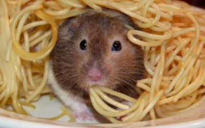 Perdone, camarero, creo que hay un bicho en mi plato de espaguetis