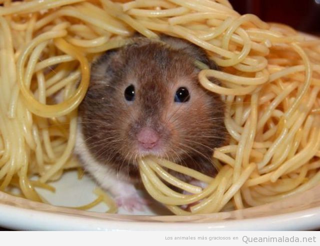 Hamster metido en un plato de espaguetis