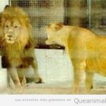 Una leona grita a un león