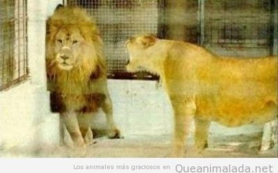 Pobre león…