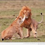 Leona dando una bofetada en la cara a un león