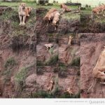Una madre leona rescata a su cría en un precipicio
