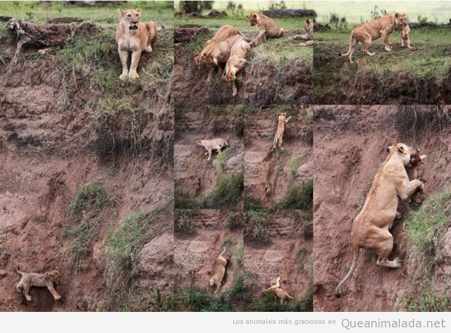 Una madre leona rescata a su cría en un precipicio