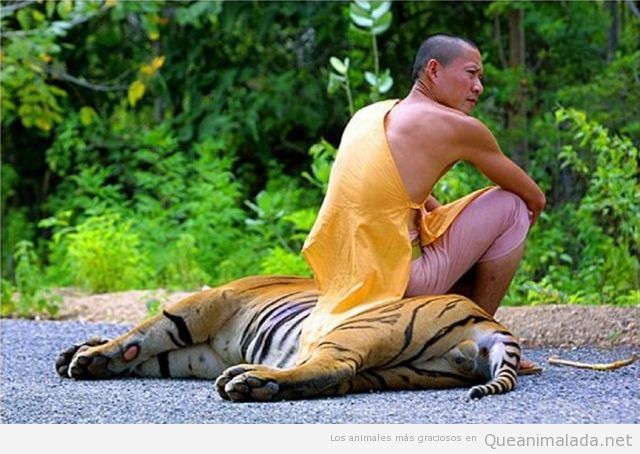 Monje budista sentado encima de un tigre