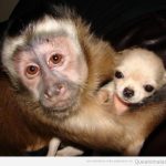Mono abraza perro