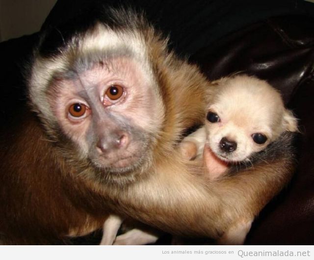 Mono abrazando a cachorro gracioso
