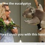 Koala pide a una mujer una rama de eucaliptus