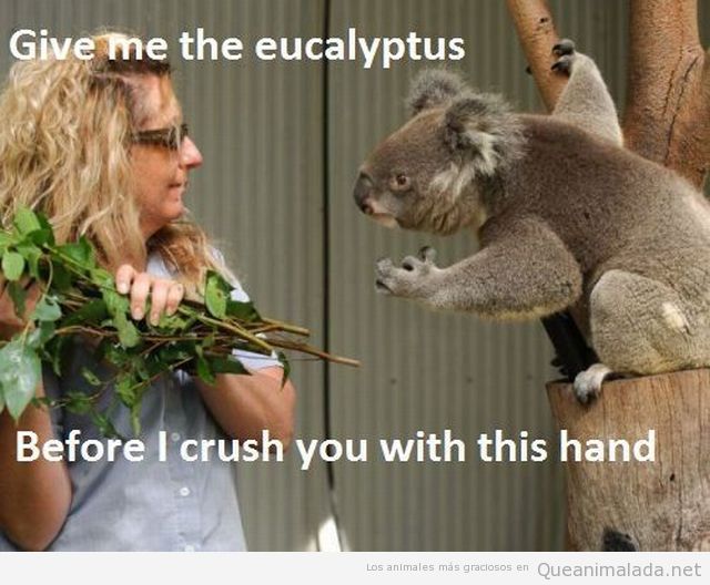 Koala pide a una mujer una rama de eucaliptus