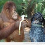 Orangután ofrece un plátano a un perro, que no quiere comer