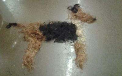 Lo que quedó de mi perro después del corte de pelo del verano..