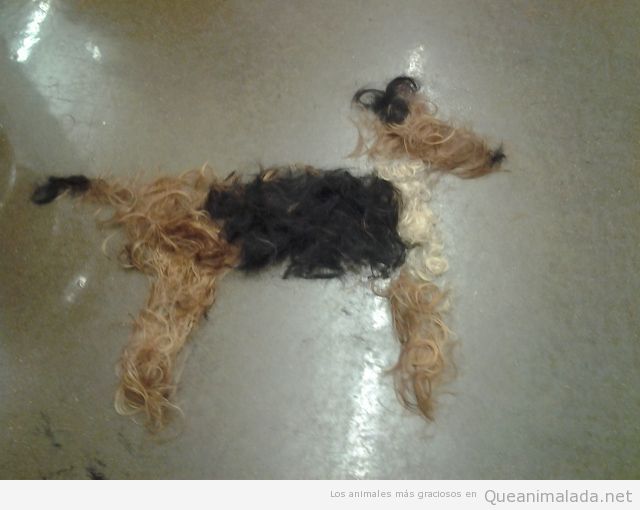 Pelo de perro después del pelado del verano