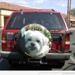 La cara de un perro bichón maltés estampada en la rueda de atrás de un jeep