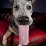 Perro gracioso con una lengua muy larga