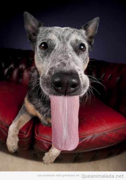 Perro gracioso con una lengua muy larga 
