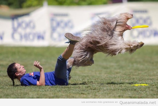 Perro gracioso dando un gran salto para coger el frisbee
